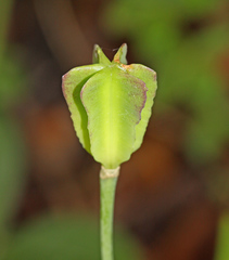 Fritillaria maximowiczii