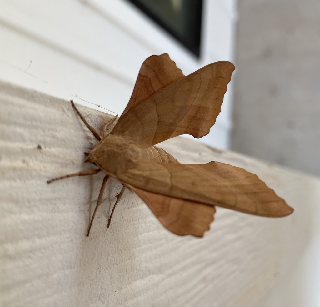 Walnut Sphinx from Rosebud, TX, US on August 28, 2023 at 05:27 PM by ...