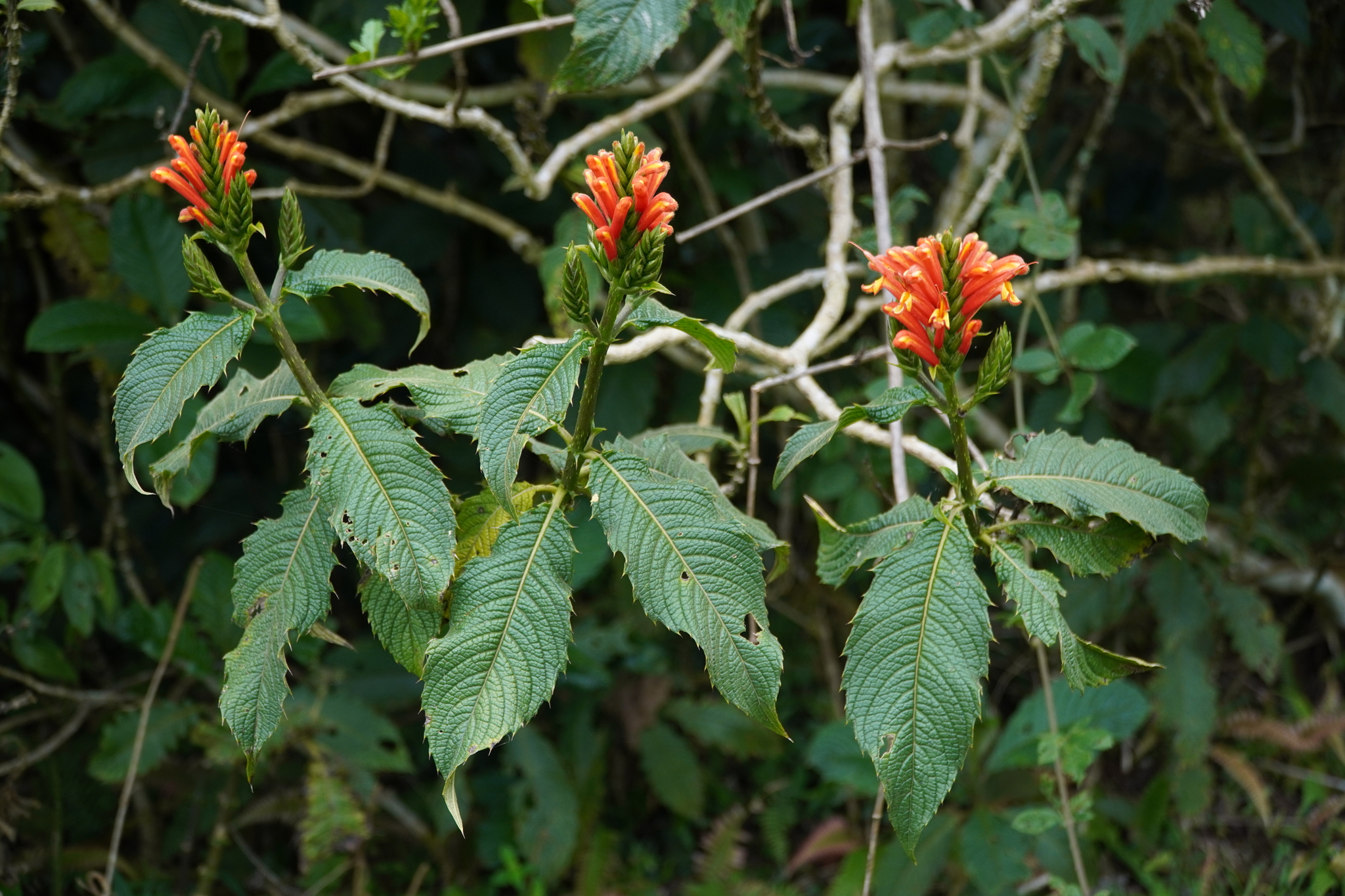 Aphelandra acanthifolia image