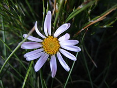 Afroaster hispidus
