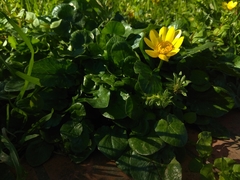 Ficaria verna