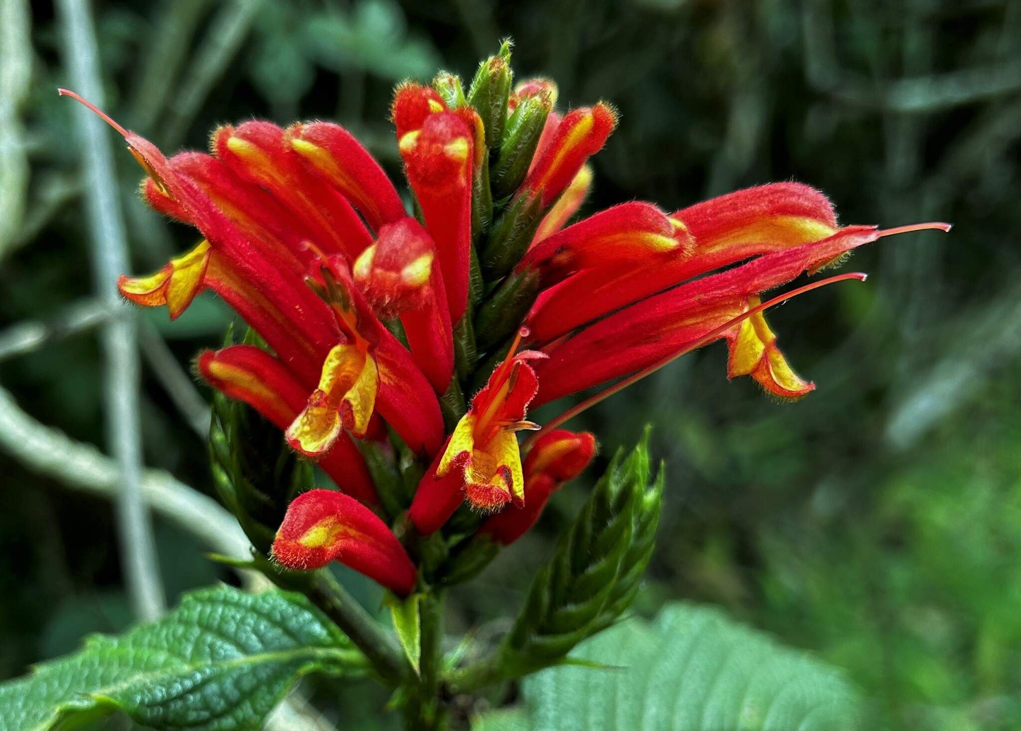 Aphelandra acanthifolia image