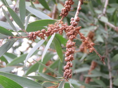 Melaleuca cajuputi cumingiana