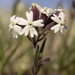 Creeping Catchfly - Photo (c) Andy Fyon, some rights reserved (CC BY-NC), uploaded by Andy Fyon