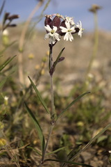 Silene repens