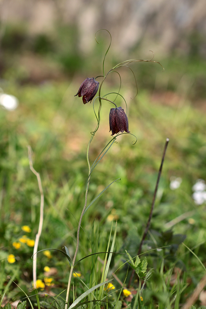 Fritillaria usuriensis
