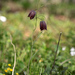 Fritillaria usuriensis - Photo 由 V.S. Volkotrub 所上傳的 (c) V.S. Volkotrub，保留部份權利CC BY-NC