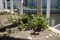 Arenaria leptoclados