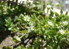 Arenaria leptoclados