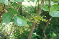 Eriophyes rhoinus