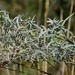 Artemisia glauca - Photo (c) Evgeny Boginsky, algunos derechos reservados (CC BY-NC), subido por Evgeny Boginsky