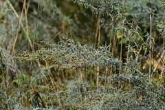 Artemisia dracunculus glauca