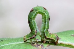 Mesoleuca albicillata