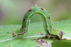 Mesoleuca albicillata