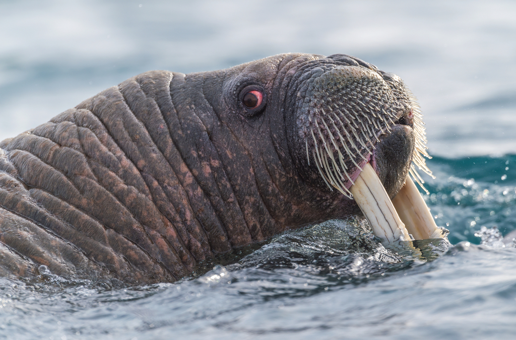 Walrus in the water with wrinkled skin and tusks, Svalbard