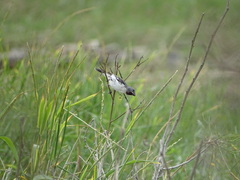 Sporophila telasco