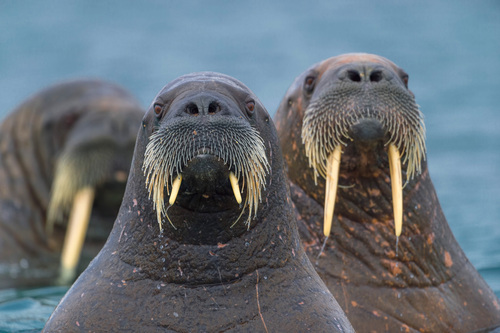 Walrus (Odobenus rosmarus)