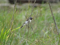 Sporophila telasco