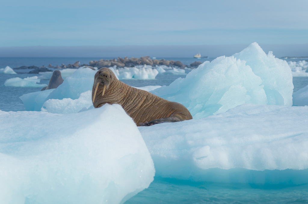 Walrus lying on a floating ice floe among blue ice, Svalbard