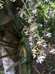 Epidendrum stamfordianum