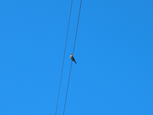Belted Kingfisher photographed in Alaska