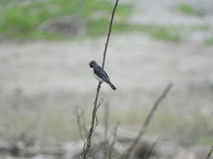 Sporophila telasco