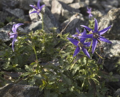 Campanula aurita