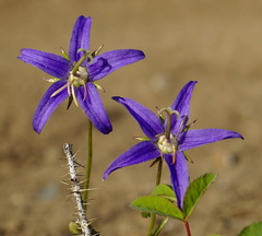 Campanula aurita