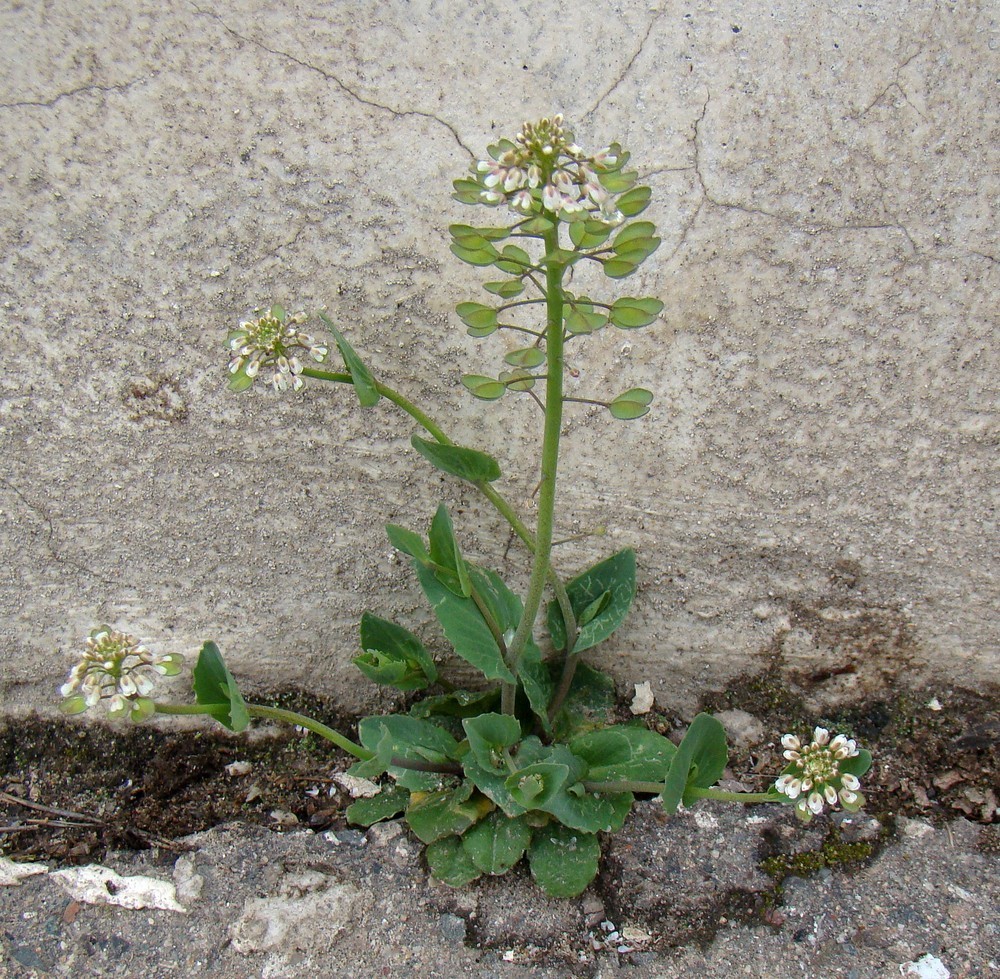 Carraspique