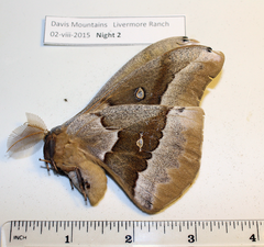 Antheraea oculea