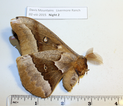 Antheraea oculea