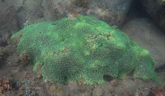 Galaxea fascicularis