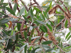 Melaleuca cajuputi cumingiana