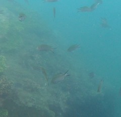 Chromis