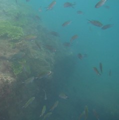 Chromis