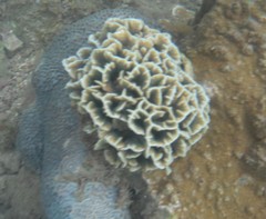 Pavona decussata