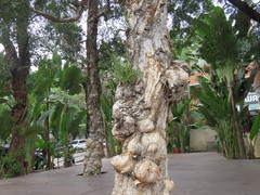 Melaleuca cajuputi cumingiana