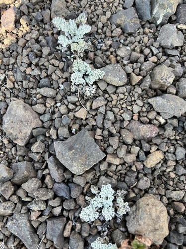 Image of Veronica dissecta by no rights reserved