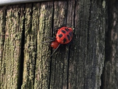 Alpaida quadrilorata