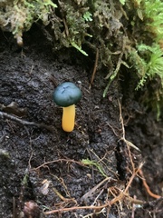 Leotia lubrica image