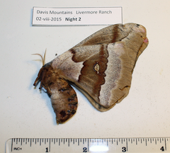 Antheraea oculea