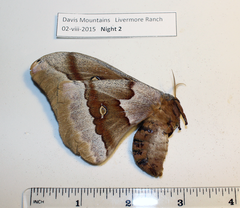 Antheraea oculea