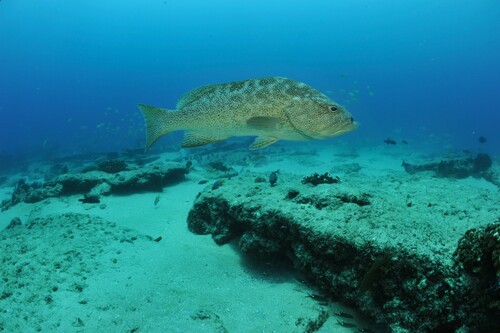 Golden grouper (Mycteroperca rosacea) — Serranidae — 3