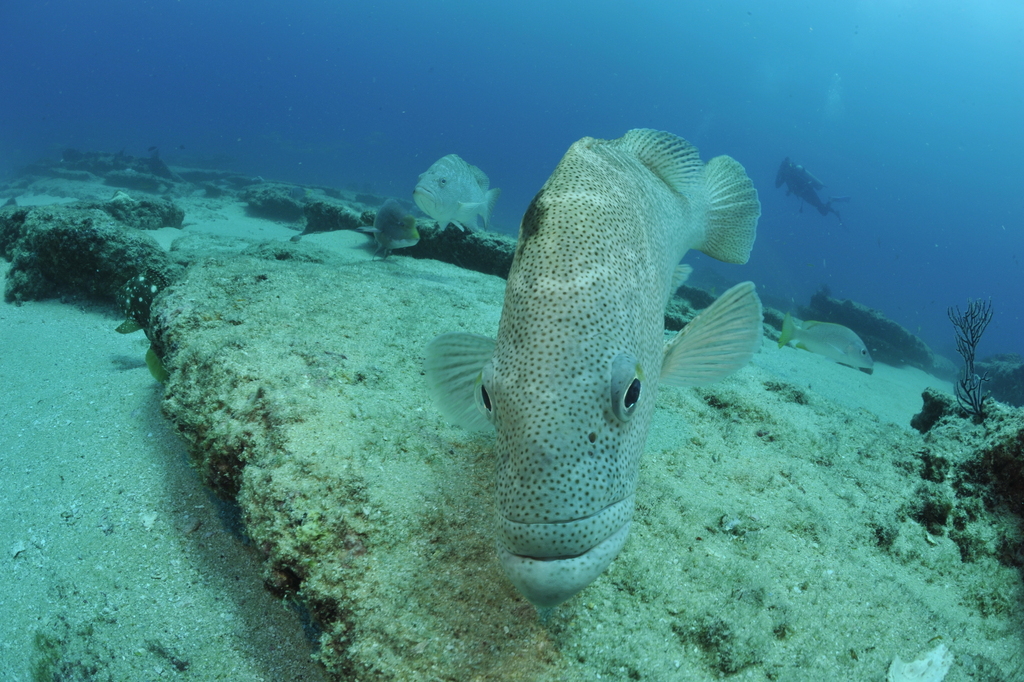 Photo of Leopard grouper (Mycteroperca rosacea)