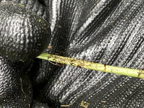 Dryopteris fuscoatra observed 2023-05-18