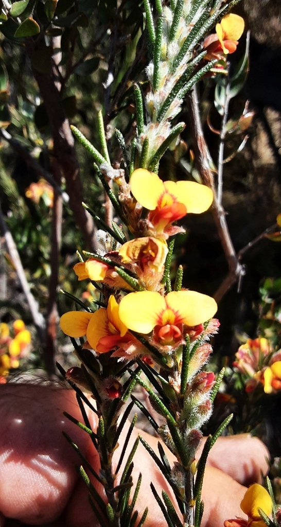 Showy Parrot Pea From Ganguddy Nsw Australia On August