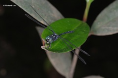 Pornothemis starrei