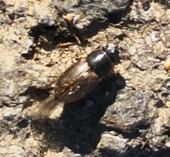 Aphodius