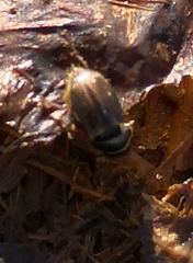 Aphodius