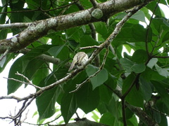 Myiopagis subplacens